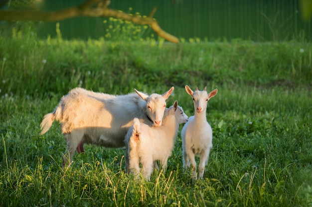 Groep geiten met babygeiten. Lokale familie geiten in de tuin dorpshuis