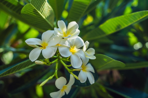 Groep gele witte en roze bloemen Frangipani, Plumeria op een zonnige dag met natuurlijke achtergrond