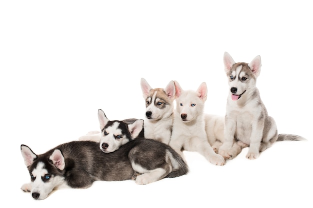 Groep gelukkige Siberische husky puppies op wit. Prachtige puppy's