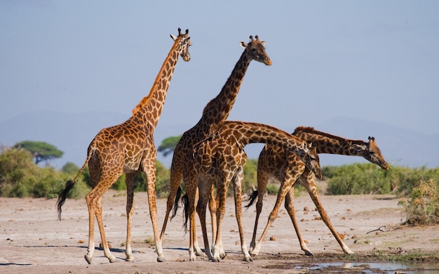 Groep giraffen bij het water geven.