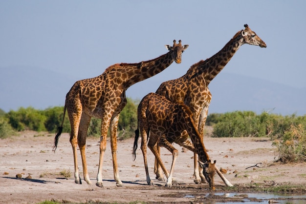 Groep giraffen bij het water geven.