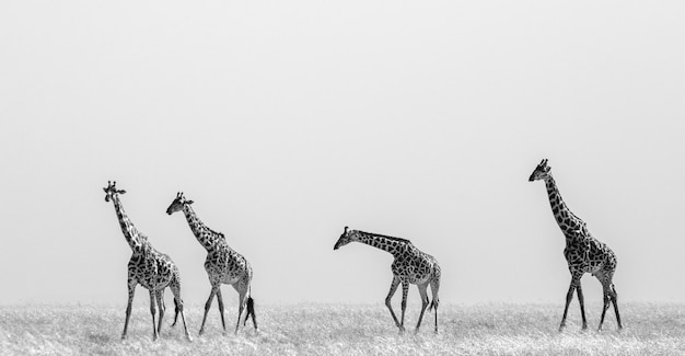 Groep giraffen in de savanne