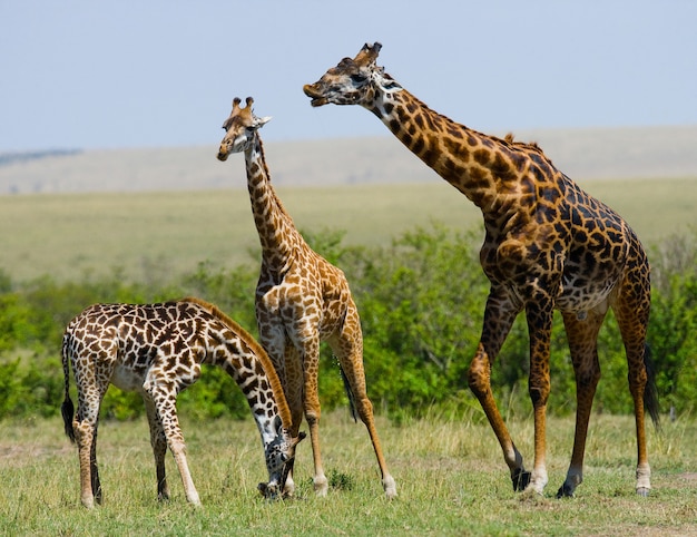 Groep giraffen in de savanne