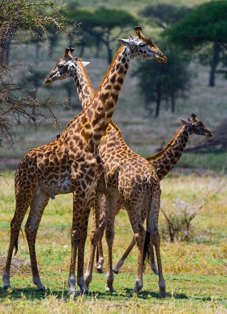 Groep giraffen in de savanne.