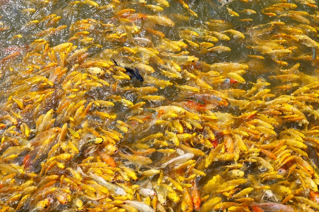 Groep Gouden karpervissen in het water