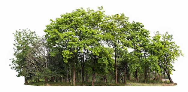 Groep groene boom isoleren op witte achtergrond