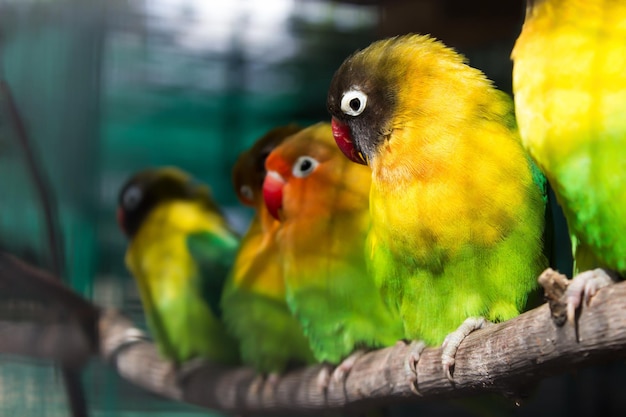 Foto groep groene papegaaien zittend op een tak