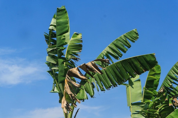 Groep grote groene bananenbladeren van exotische palmboom in de zon op blauwe hemelachtergrond