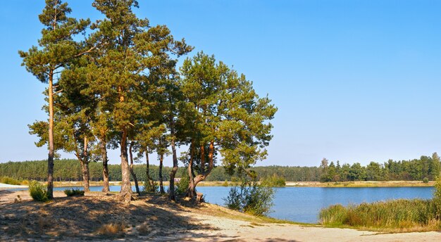 Groep grote pijnboomboom dichtbij de herfstmeer.