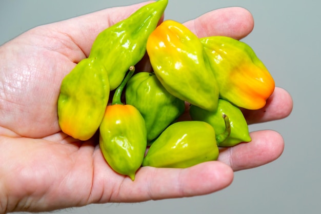 Groep hete peper Capsicum chinense Adjuma in selectieve focus en detail quotpimenta de cheiroquot