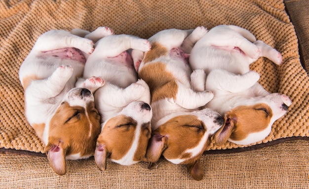 Groep Jack Russell Terrier-puppy's slapen heerlijk op een zacht bed