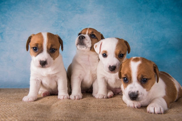 Groep jack russell terrier-puppy's voor blauwe achtergrond