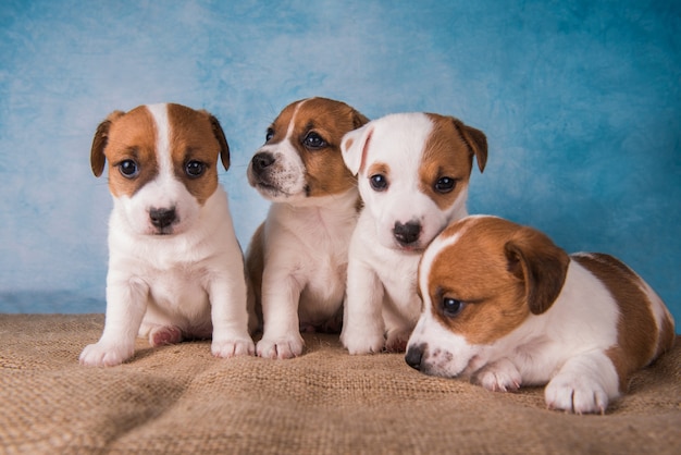 Groep Jack Russell Terriër-puppy's voor blauwe achtergrond