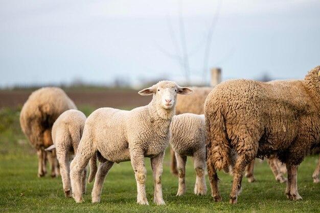 Groep jongere en oudere schapen die op de boerderij staan en eten