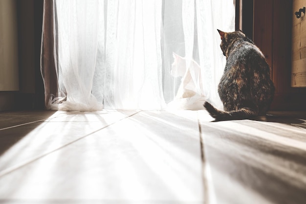 Groep katten koesterend in de zon op de stoep Een zwarte kat kijkt hen aan door de tule