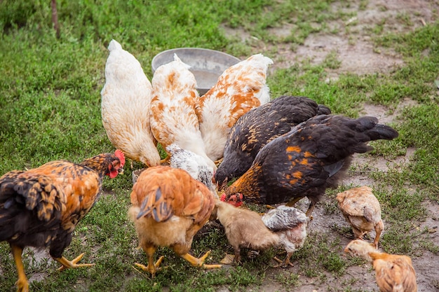 Groep kippen close-up Volwassen kippen hanen kalkoenen tiener kippen op de boerderij