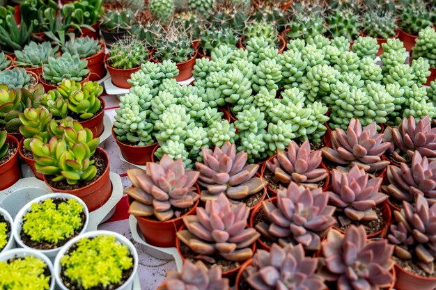 Groep kleine cactus in de pot voor verkoop