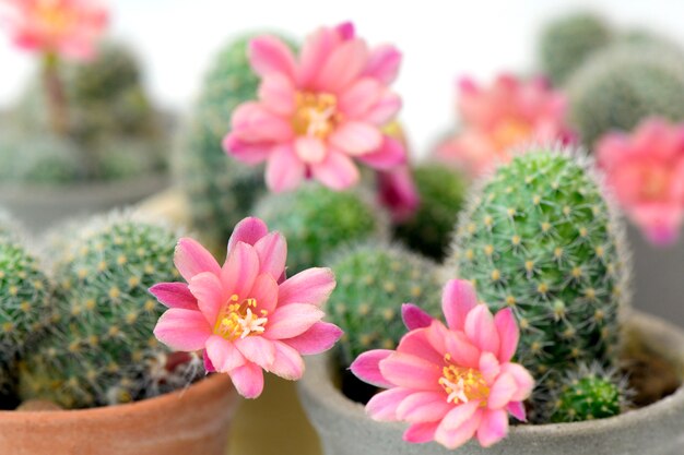 Groep kleine pot Rebutia hoffmannii.