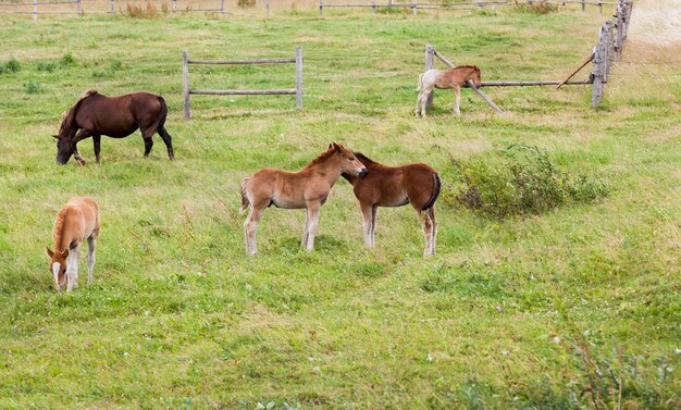 Groep kleine veulens die samen en een volwassen paard in weiland, de zomerlandschap spelen