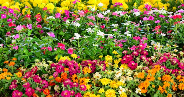 Groep kleurrijke bloemen met bladeren als achtergrond.