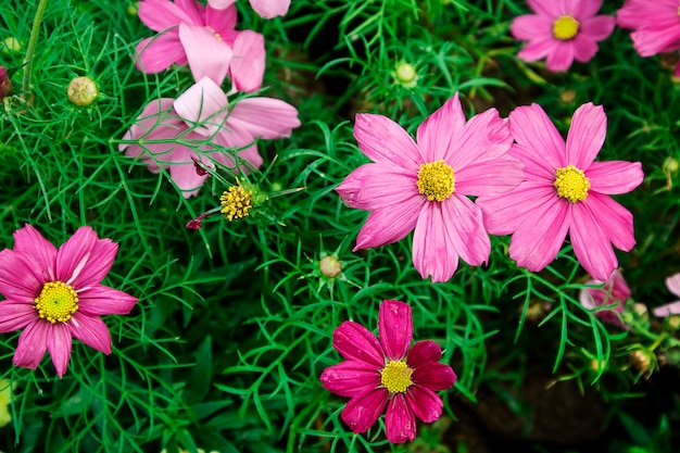 Groep kleurrijke kosmosbloem die in tuin bloeit