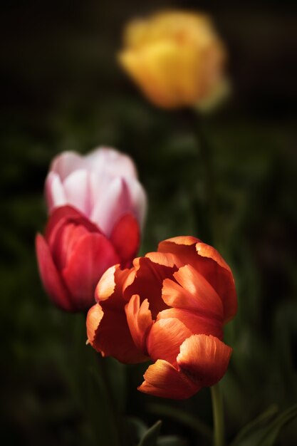 Groep kleurrijke tulpen in de tuin in de lente. Ondiepe DOF.