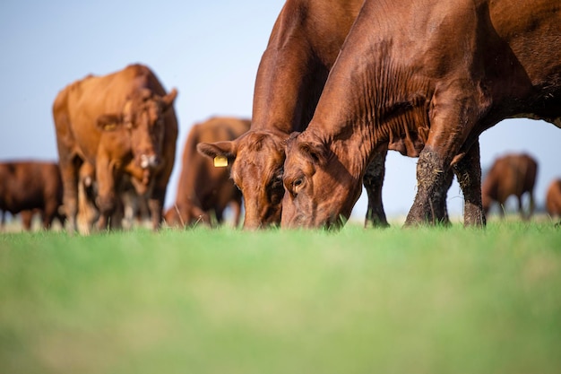 Groep koeien buiten in het veld gras eten