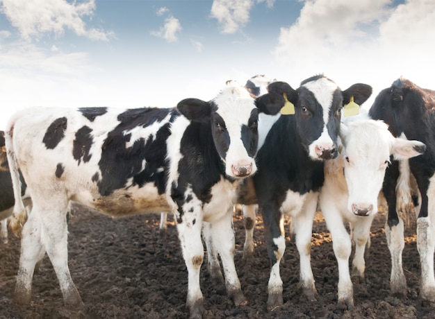 Groep koeien op de boerderij