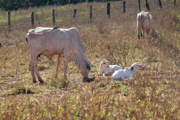 Groep koeien op de boerderij