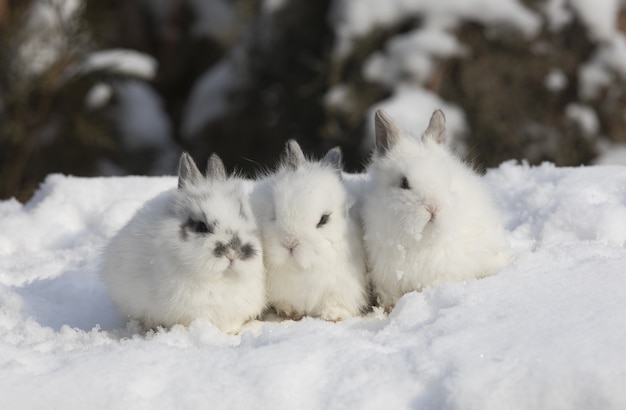 groep konijnen in de sneeuw