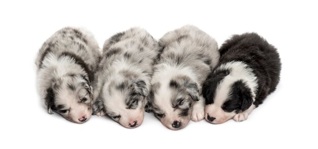 Groep kruising puppy's slapen in een rij geïsoleerd op wit