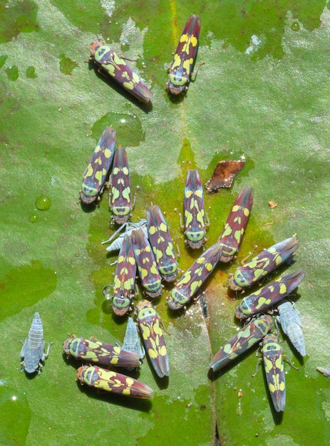 Groep leafhoppers over een leliestootkussen