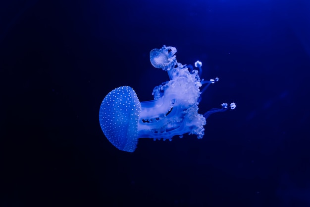 Foto groep lichtblauwe kwallen die in aquarium zwemmen