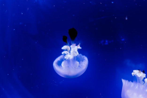 Groep lichtblauwe kwallen die in aquarium zwemmen