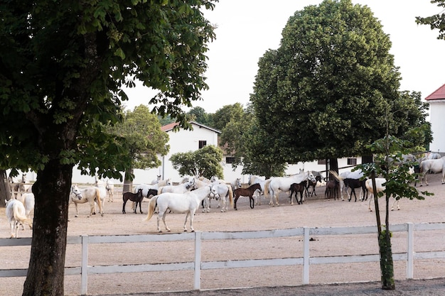 Groep Lipizzan paarden achter een hek Lipica