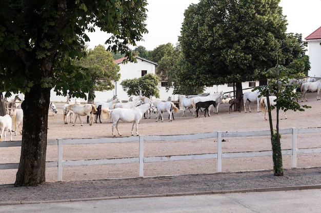 Groep Lipizzan paarden achter een hek Lipica