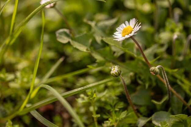 Groep madeliefjes op een grasveld