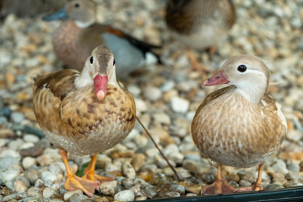 Groep mandarijneenden op de boerderij