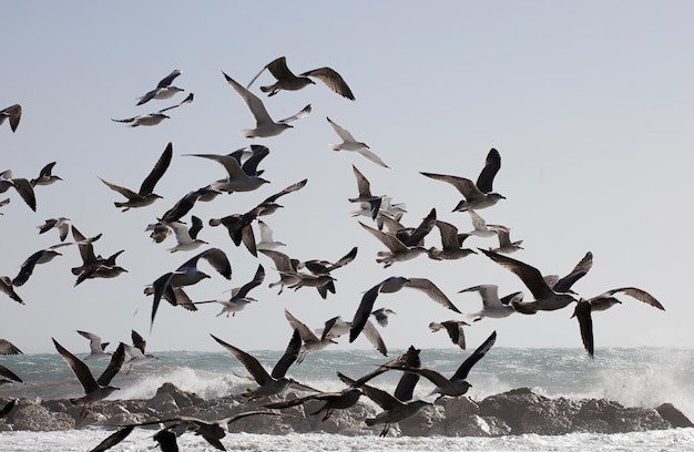 Groep meeuwen die vliegen met de zee op de achtergrond