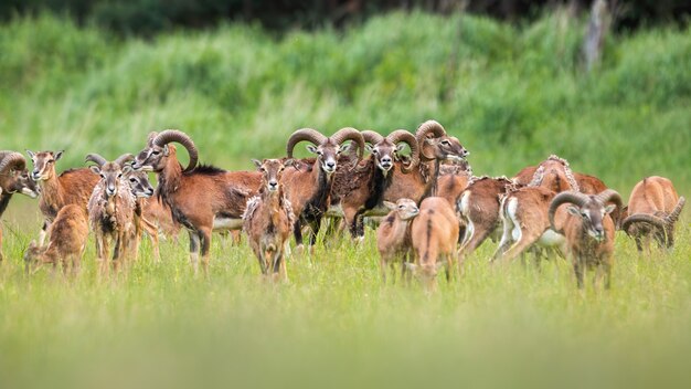 Groep moeflons die zich op weide in de zomer bevinden.