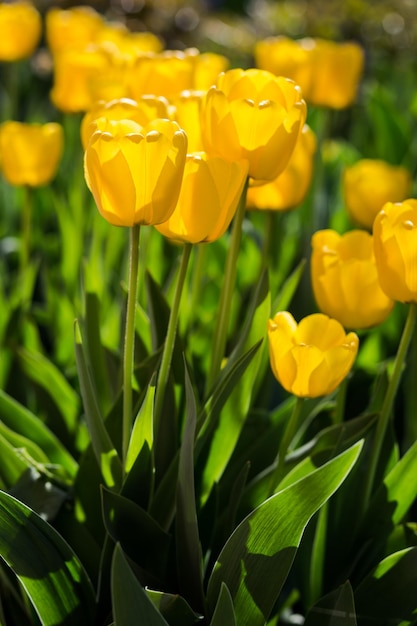 Groep mooie gele tulpen die groeien in de tuin verlicht door zonlicht op de lente als bloemenconcept