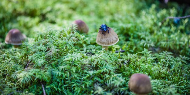 Groep mooie paddestoelen in het mos met een grote kever.