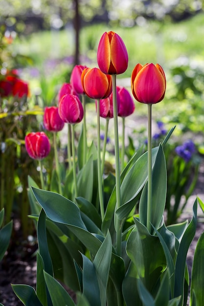 Groep mooie rode tulpen die in de tuin groeien, verlicht door zonlicht op de lente als bloemenconcept