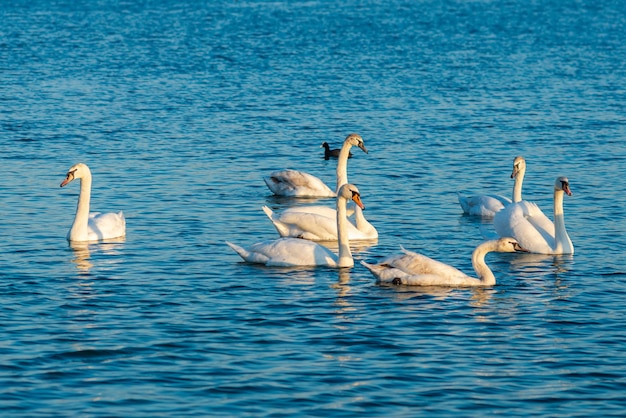 Groep mooie zwanen in het blauwe meer