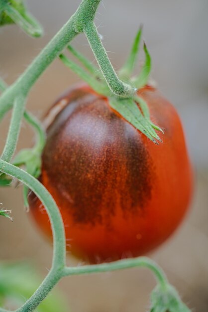 Groep natuurlijke tomaten