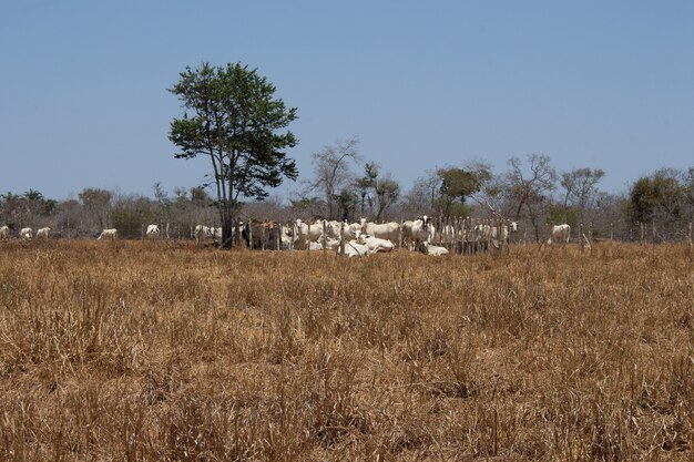 groep Nellore-vee in een Braziliaans caatinga-landschap op een zonnige dag
