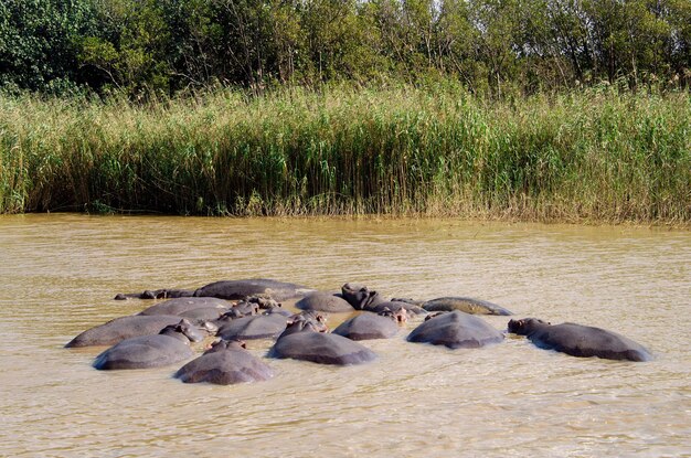 Groep nijlpaarden in het water