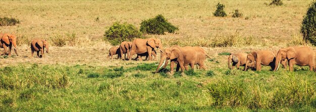 Groep olifanten in een safaripark in Kenia Afrika Panorama