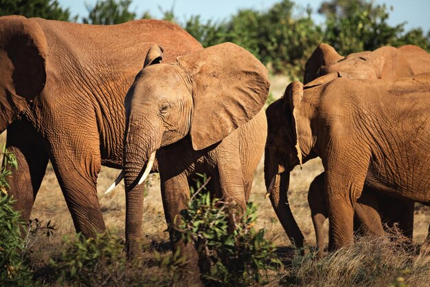 Groep olifanten in Tsavo Safari Park in Afrika, Kenia