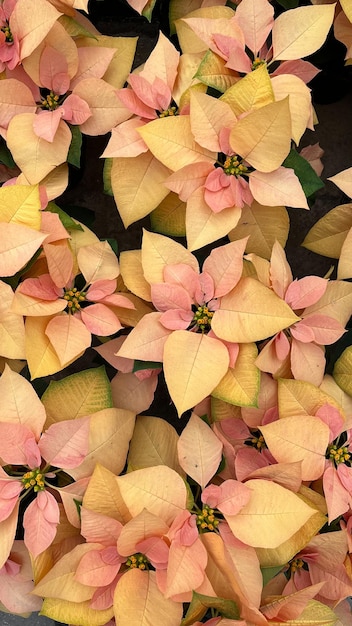 Groep oranje poinsettiabloemen met Kerstmis